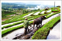 Bali Jatiluwih Rice Terraces