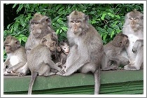 Bali Alas Kedaton Monkey Forest