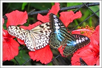 Bali Butterfly Park