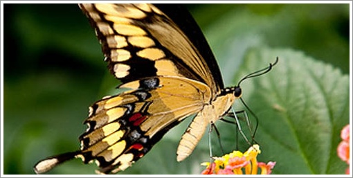 Bali Jatiluwih Tours | Star Bali