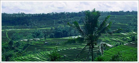Jatiluwih Village Tour | Bali Tours