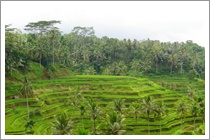 Bali Tegalalang Village